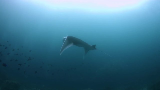 Oceanic Manta Ray on a coral reef in Raja Ampat Indonesia. Central Raja Ampat dive site Blue Magic 4k footage