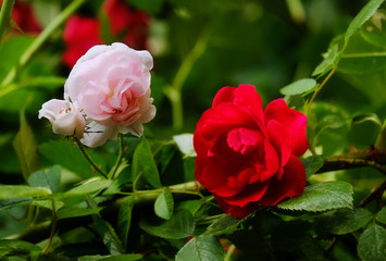 Beautiful roses in the garden