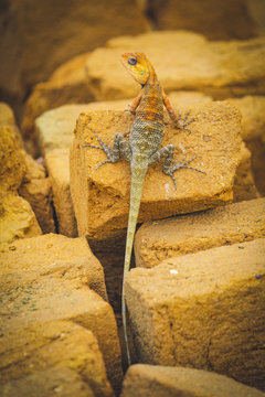 The oriental garden lizard, eastern garden lizard, bloodsucker or changeable lizard is an agamid lizard found widely distributed in indo-Malaya.