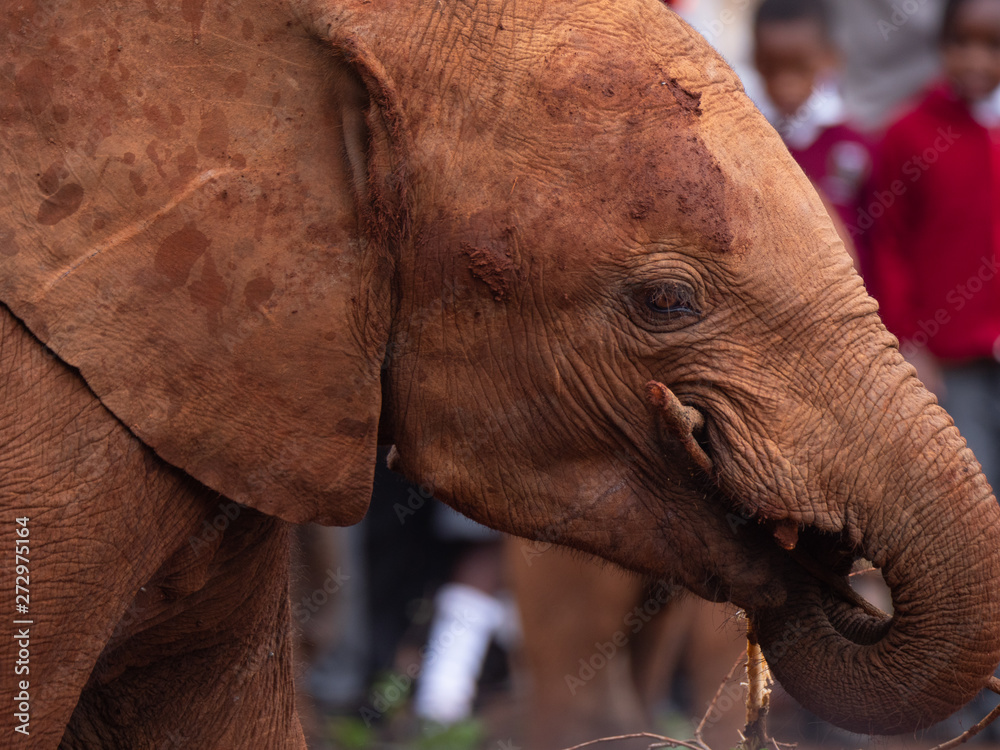 Wall mural elephant orphanage in the nairobi national park, kenya