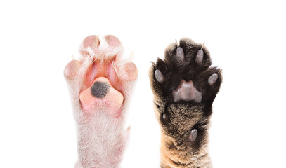 Paws of cat and dog together isolated on white background © sonsedskaya