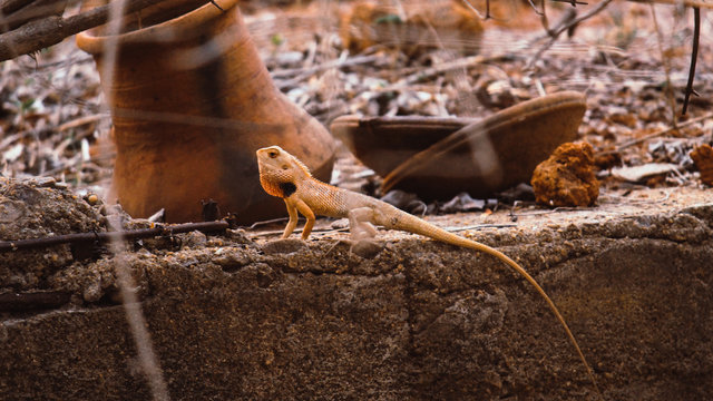 The oriental garden lizard, eastern garden lizard, bloodsucker or changeable lizard is an agamid lizard found widely distributed in indo-Malaya.