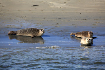 Fototapeta premium Hübsche Robben / Seehunde (Robbensafari)