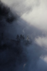 Forest in the clouds