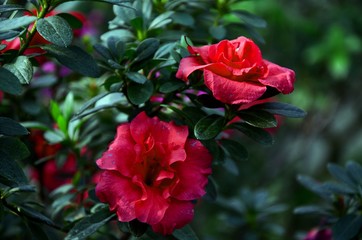 Tropical flowers. Botanical garden of Hrysko. Kyiv, Ukraine.