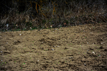 ground
