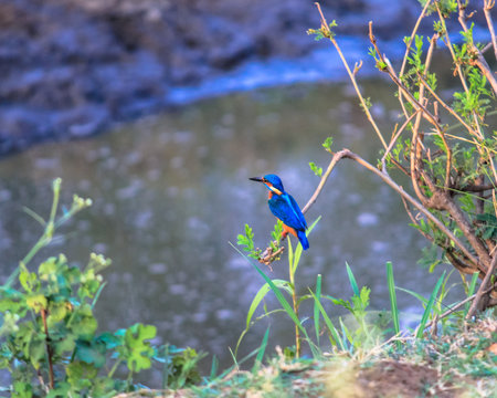 The common kingfisher (Alcedo atthis) also known as the Eurasian kingfisher, and river kingfisher, is a small kingfisher with seven subspecies recognized within its wide distribution across Eurasia an