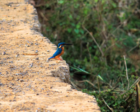 The common kingfisher (Alcedo atthis) also known as the Eurasian kingfisher, and river kingfisher, is a small kingfisher with seven subspecies recognized within its wide distribution across Eurasia an