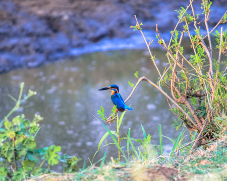 The common kingfisher (Alcedo atthis) also known as the Eurasian kingfisher, and river kingfisher, is a small kingfisher with seven subspecies recognized within its wide distribution across Eurasia an