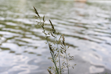 Idylle am Fluss Neckar, Stuttgart, Deutschland, blühendes Gras