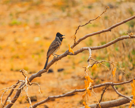 he red-vented bulbul is a member of the bulbul family of passerines. It is resident breeder across the Indian subcontinent, including Sri Lanka extending east to Burma and parts of Tibet  