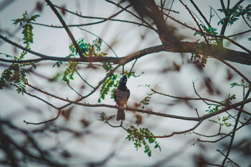 he red-vented bulbul is a member of the bulbul family of passerines. It is resident breeder across the Indian subcontinent, including Sri Lanka extending east to Burma and parts of Tibet  