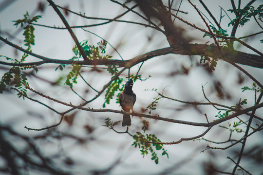 he red-vented bulbul is a member of the bulbul family of passerines. It is resident breeder across the Indian subcontinent, including Sri Lanka extending east to Burma and parts of Tibet  