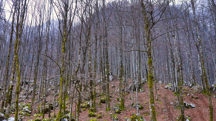 The picturesque path leading to Savica waterfall. Winter forest landscape