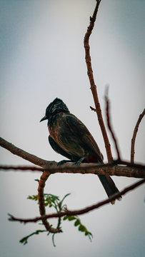 The red-vented bulbul is a member of the bulbul family of passerines. It is resident breeder across the Indian subcontinent, including Sri Lanka extending east to Burma and parts of Tibet