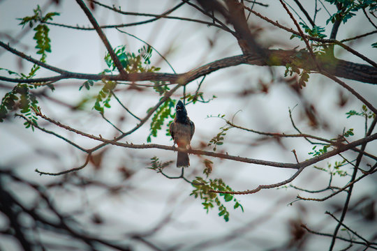 The red-vented bulbul is a member of the bulbul family of passerines. It is resident breeder across the Indian subcontinent, including Sri Lanka extending east to Burma and parts of Tibet