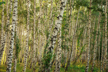 Naklejka premium summer evening in a birch grove