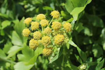 Levisticum officinale, commonly called lovage plant in the garden, leaves and flower, future seeds...