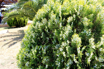 Evergreen decorative fir tree. Blossom spruce with white flowers. 