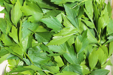 Levisticum officinale, commonly called lovage plant in the garden, leaves, future seeds in my organic garden, preparing for drying