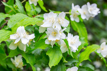 Delicate white flowers with yellow stamens English dogwood. A flowering bush Philadelphus coronarius with a bunch of flowers, selective focus
