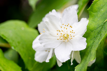 Blooming English dogwood, beautiful delicate white flowers, close-up. Philadelphus coronarius macro petals and stamens