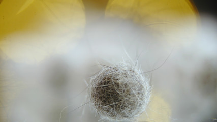 Cat hairball close-up