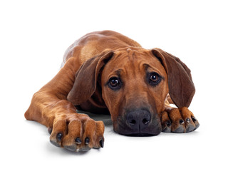 Cute wheaten Rhodesian Ridgeback puppy dog with dark muzzle, laying down facing front. Looking at camera with sweet brown eyes. Isolated on white background. Head down on floor.