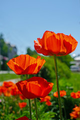 Fototapeta premium Close up of beautiful red blooming poppies in a field.