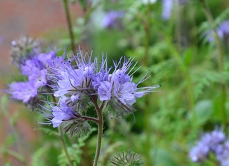Blüten der Phacelia, Bienenweide