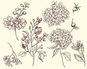 botany biology berries branches leaves line graphics beautiful sketching Vector graphics