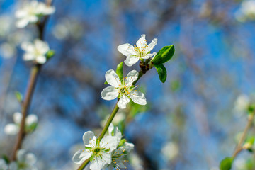 Flowering pear tree branch close-up in a fruit garden against a blue sky and blurred plants