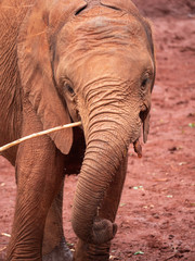 Elephant Orphanage in the Nairobi National Park, Kenya