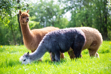 Alpacas eating grass, South American mammals