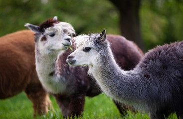 Portrait of two Alpacas, South American mammals