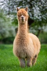 Portrait of an Alpaca, a South American mammal - 272980995