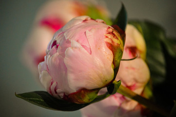 Closeup of a pale pink Peony or Paeony head with dark pink guard petals