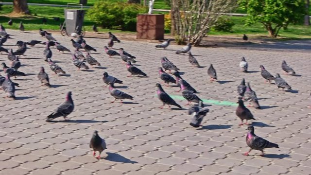 Flock of pigeons walking on park pavement slomo