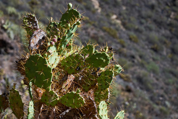 Big cacti in the mountains.