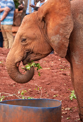 Fototapeta na wymiar Elephant Orphanage in the Nairobi National Park, Kenya