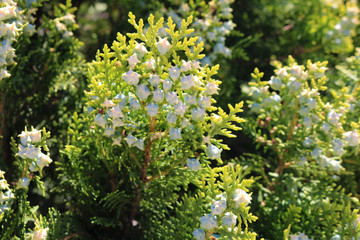 Evergreen decorative fir tree. Blossom spruce with white flowers. 