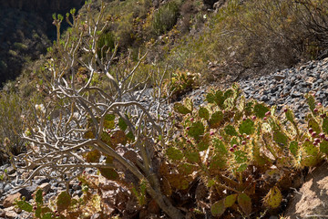 Big cacti in the mountains.