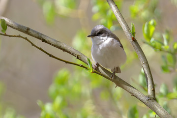 Fototapeta premium Lesser Whitethroat in spring