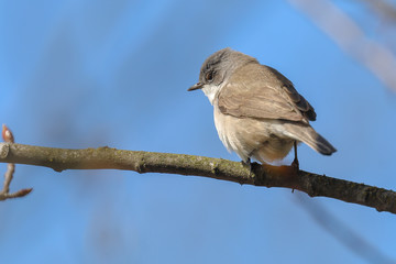 Lesser Whitethroat in spring
