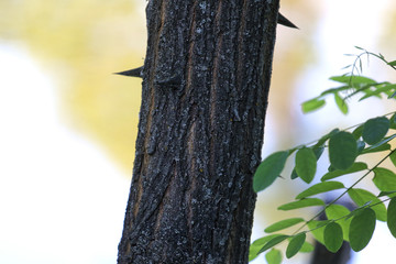 Branch tree nature green on a colorful background. Beautiful scenic view. Fresh green grass. Botanical nature background. Wild nature.