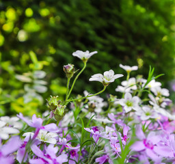 Fototapeta premium Delicate white flowers of Saxifrage mossy and purple Phlox in spring garden