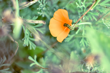 Orange eschscholzia on the meadow closeup with blured background and caterpillar - obrazy, fototapety, plakaty