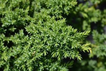 Japanese garden juniper