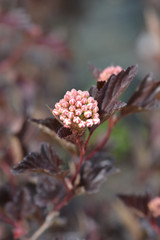 Ninebark Red Baron flowers