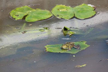 frog in a park in nantes (france)